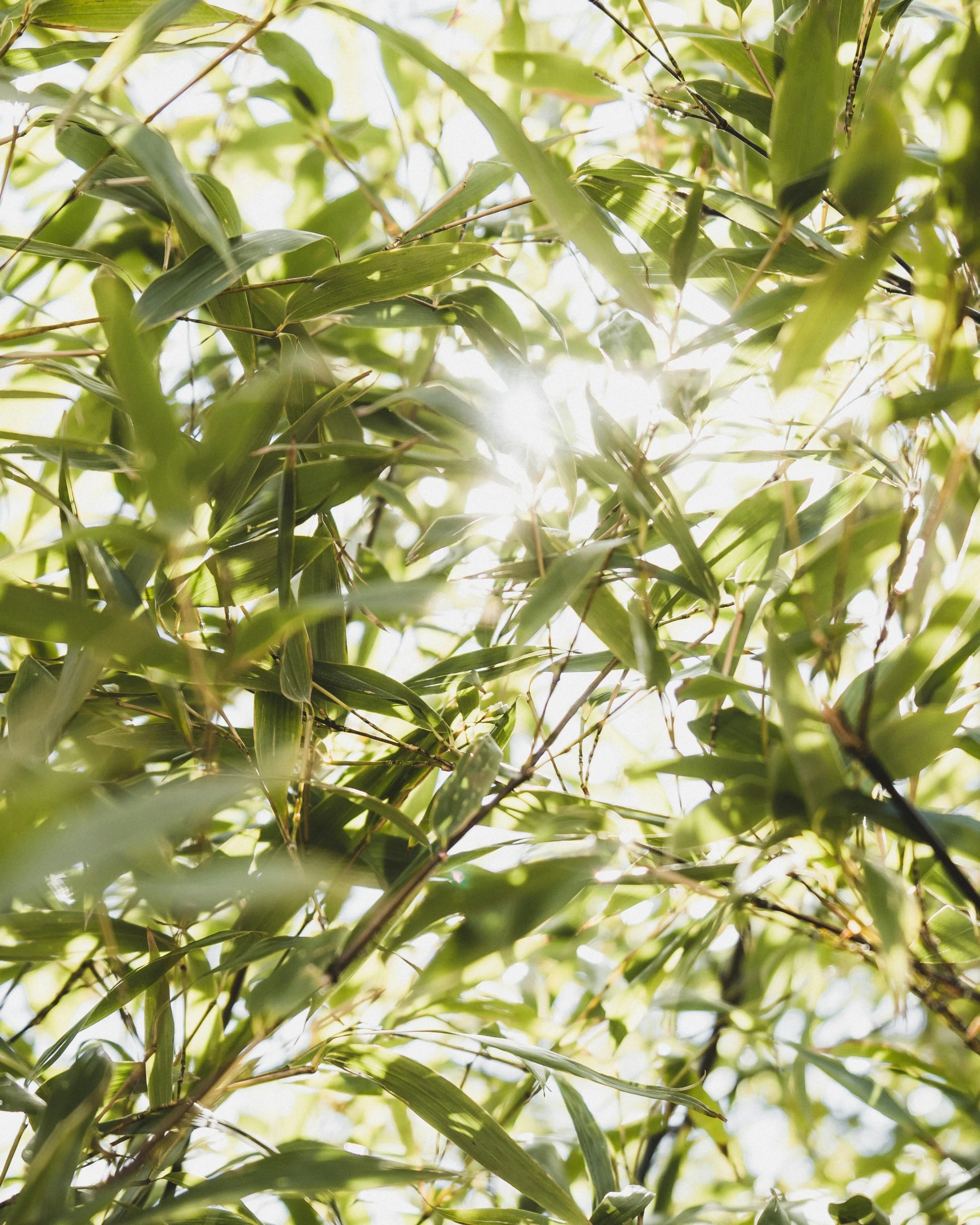 a bird sitting on top of a tree branch, trending on unsplash, light and space, of bamboo, sun shining through the leaves, olive tree, evenly lit