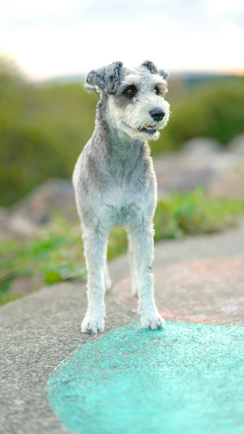 a small dog standing next to a puddle of water, a portrait, by Helen Stevenson, unsplash, grey trimmed beard, on a bright day, with high cheekbones, pastel'