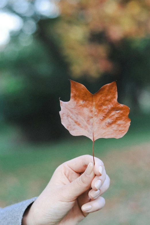 a person holding a leaf in their hand, trending on pexels, light tan, 🍂 cute, with laser-like focus, where a large