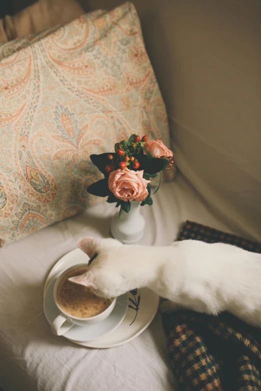 a cat paw near a coffee cup and saucer