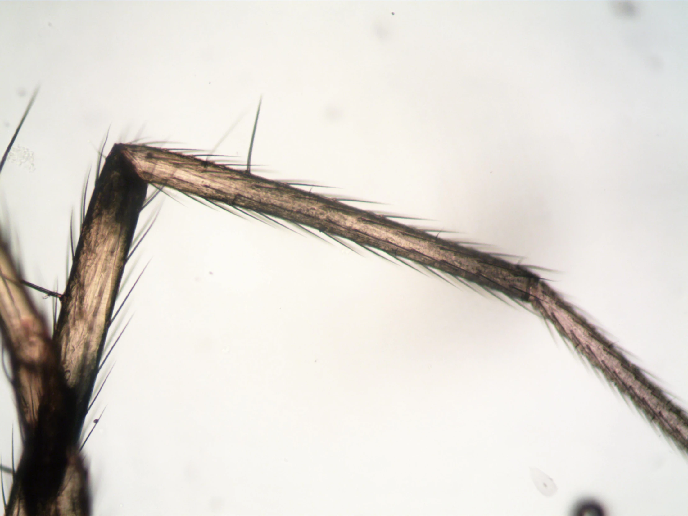 a close up of a mosquito on a white surface, a microscopic photo, by Shigeru Aoki, hurufiyya, cat tail, plant roots, carbon fibers, flat triangle - shaped head