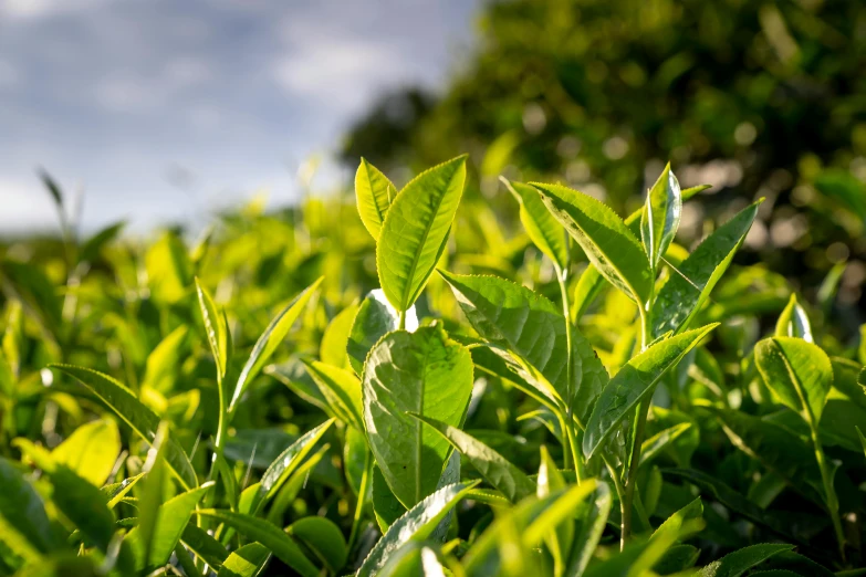 a field of green leaves with a blue sky in the background, by Julian Allen, unsplash, hurufiyya, tea, close up high detailed, avatar image, vanilla