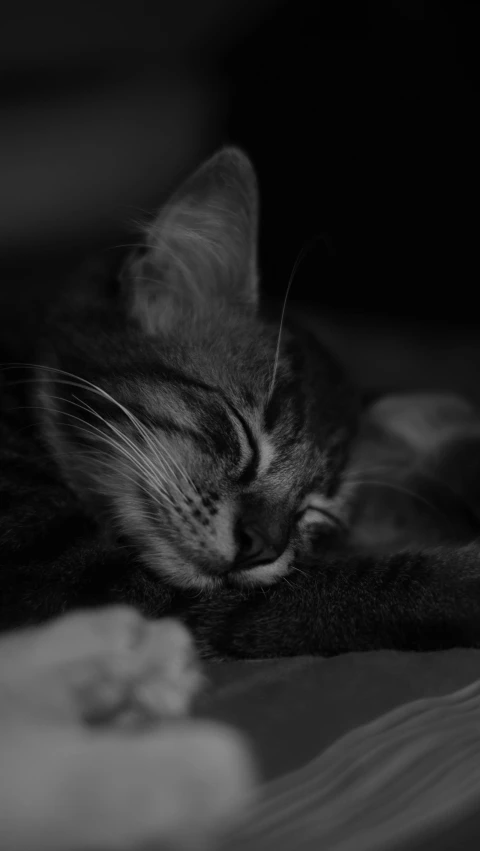 a black and white photo of a cat sleeping on a bed, by Felix-Kelly, portrait soft low light, portrait of a kitten, high quality photo, tabaxi :: rogue