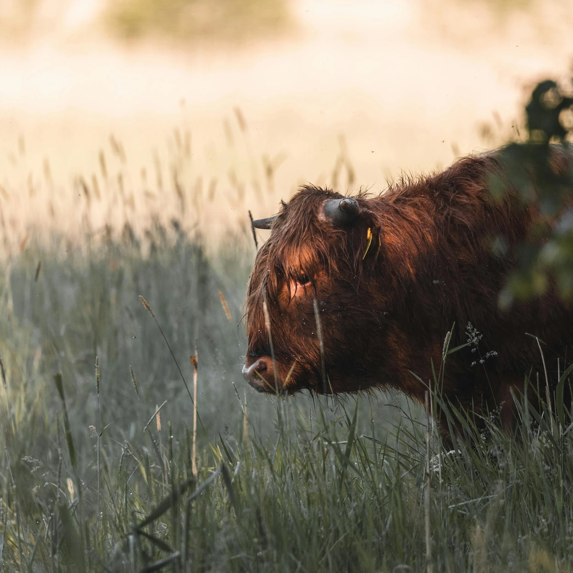 a brown cow standing on top of a lush green field, pexels contest winner, dappled in evening light, hiding in grass, wild hairs, scottish