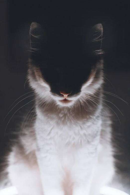 a cat sitting on top of a white plate, alessio albi, macro face shot, square nose, soft backlighting