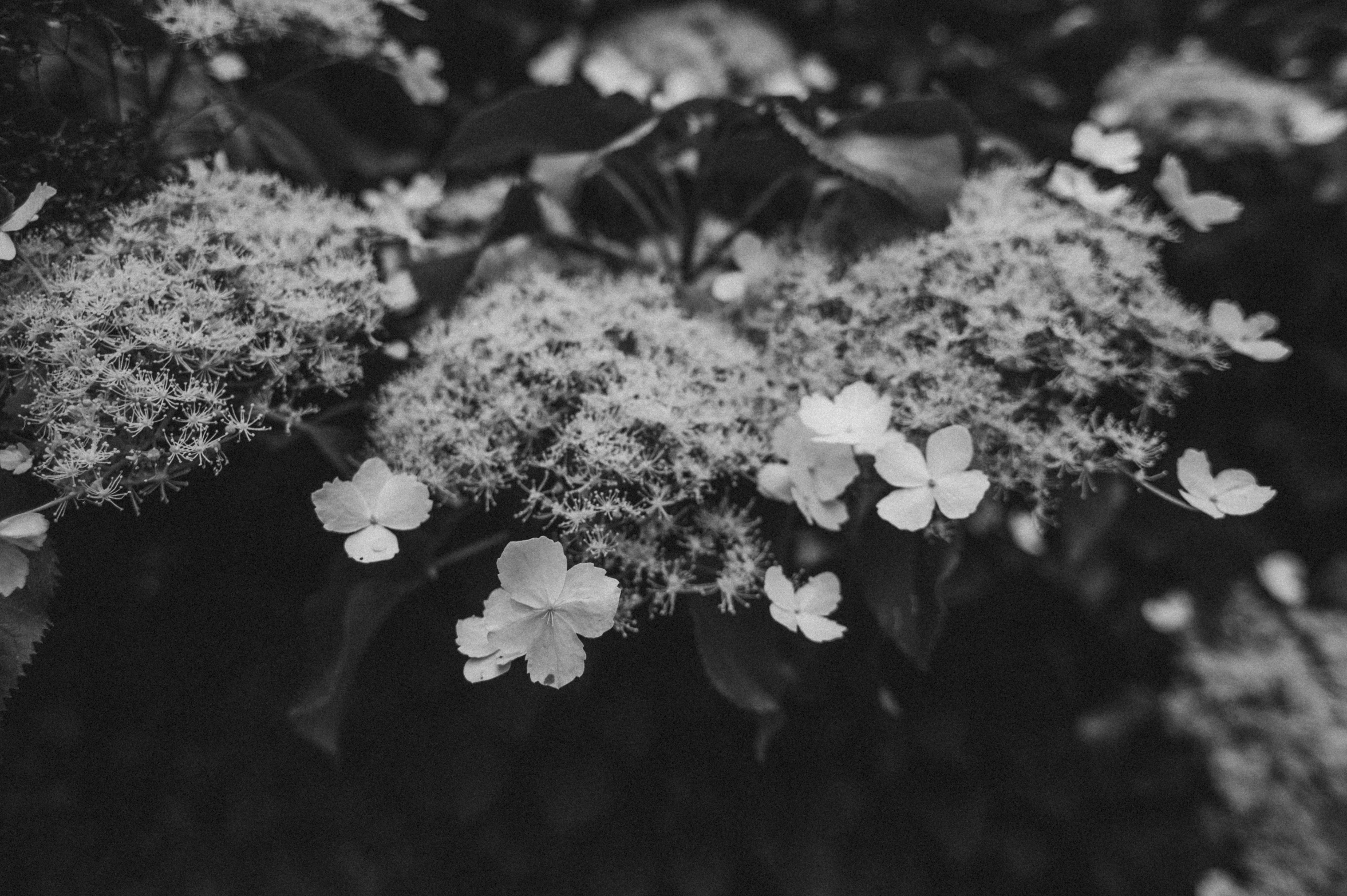 a black and white photo of some flowers, by Jacob Kainen, unsplash, moss and flowers, hydrangea, sakura flowers, carson ellis