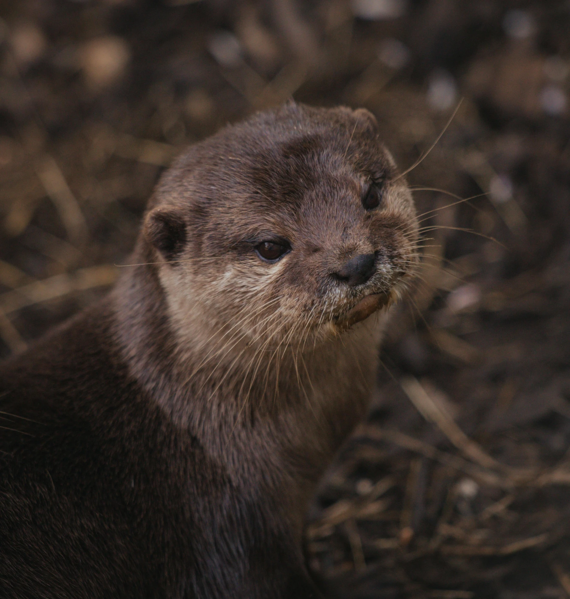 a close up of a small animal in the dirt, otter, frowning, australian, fishing