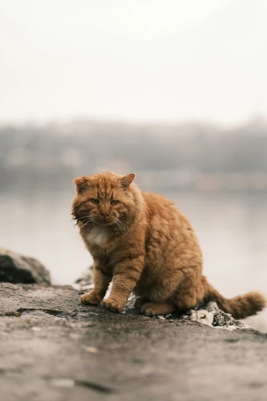 a cat sitting on a rock next to a body of water, an album cover, unsplash, garfield, grumpy [ old ], high quality picture, nordic