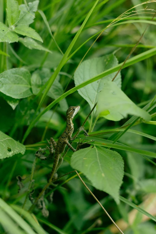 a bug that is sitting in the grass, by Jan Tengnagel, sumatraism, lizards, with a few vines and overgrowth, small, in a large grassy green field