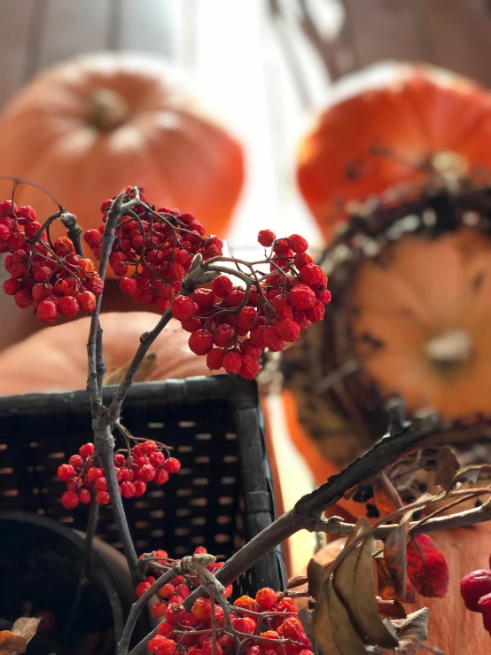 a picture with pumpkins and berries on it