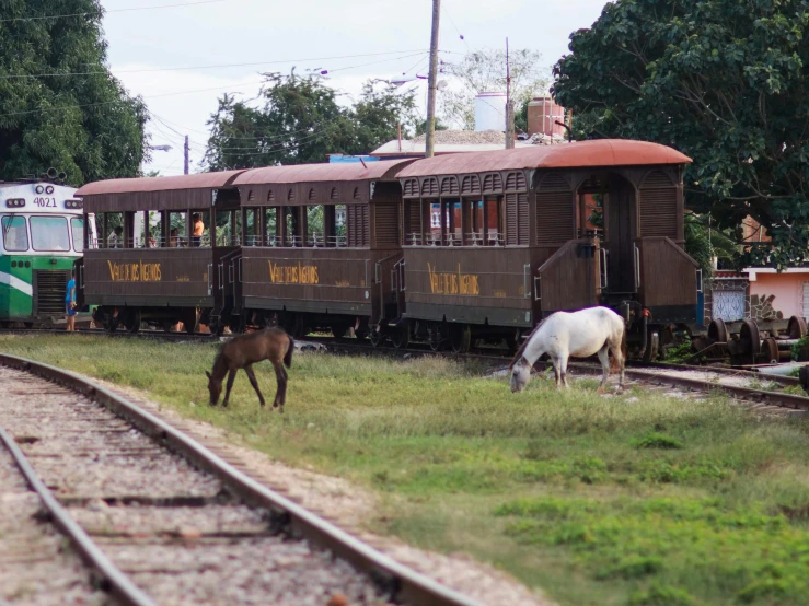 two horses graze near an old train car