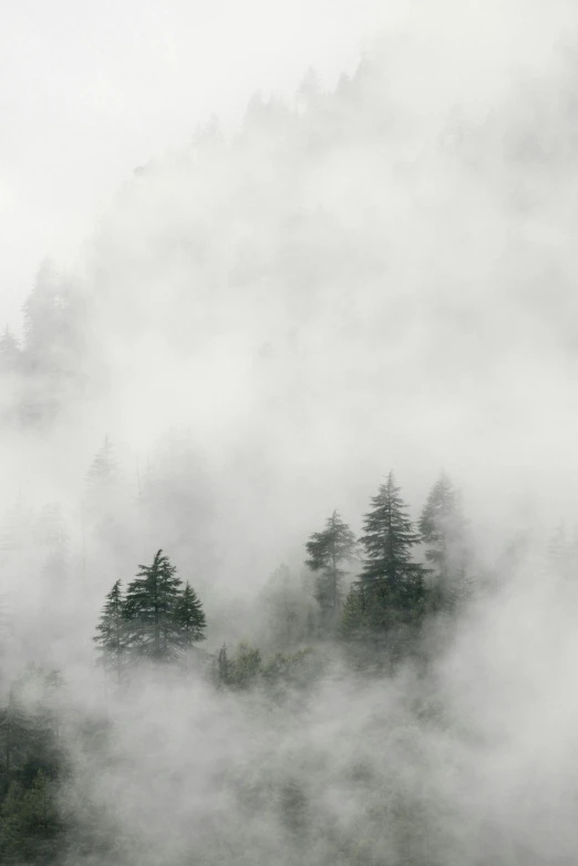 a foggy mountain range with many trees