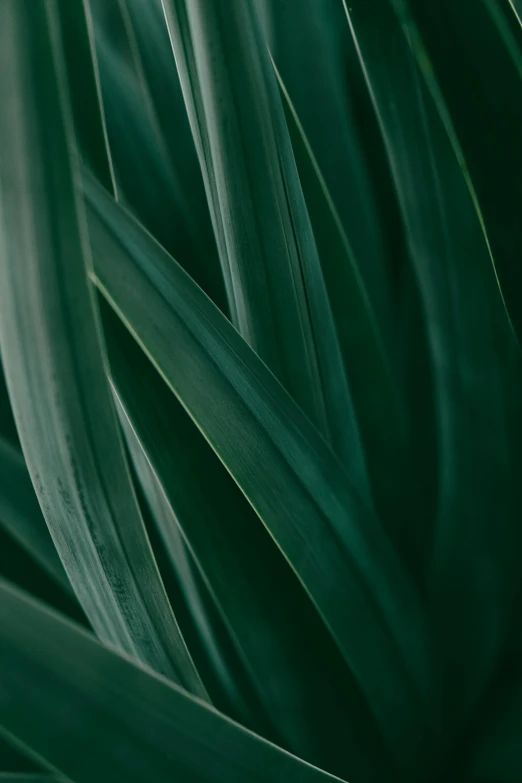 a close up of a plant with green leaves, by Jacob de Heusch, trending on pexels, made of leaves, ( ( dark green, reeds, muted