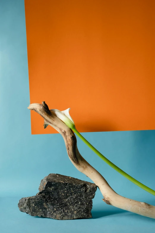 a flower sitting on top of a rock next to a piece of wood, an abstract sculpture, inspired by Robert Mapplethorpe, cyan and orange palette. vivid, long trunk holding a wand, shot in the photo studio, david kassan