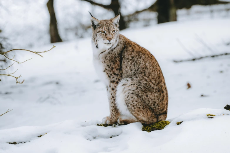 a lynx sitting in the snow in the woods, pexels contest winner, renaissance, on a white table, humanoid animal, gif, dignifying