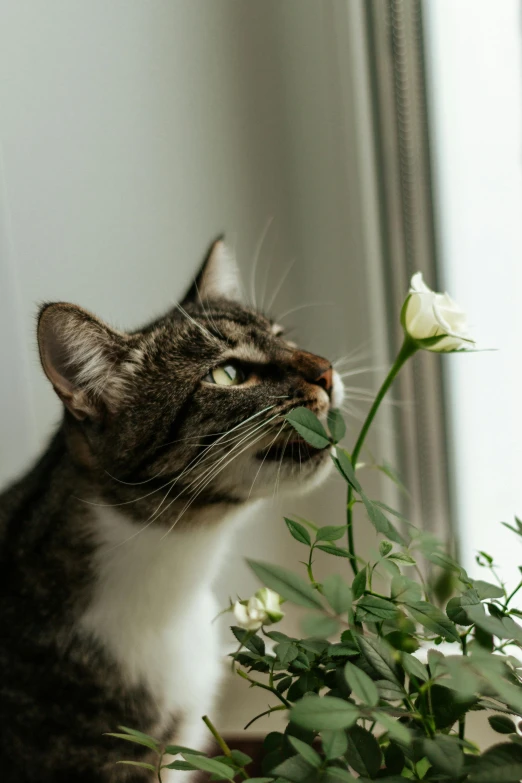 a cat sitting next to a potted plant, holding a rose, profile image, up-close, jasmine