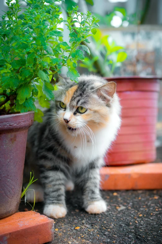 a cat sitting next to a potted plant, a portrait, unsplash, multicoloured, in the yard, full frame image, attractive photo