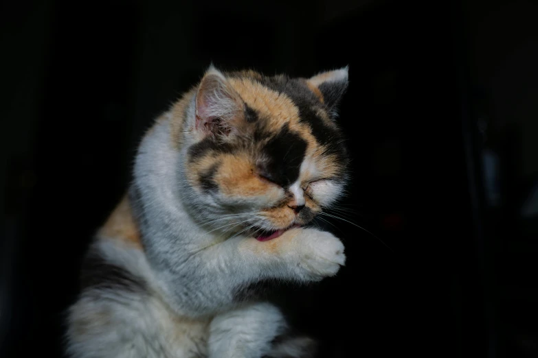 a calico cat sitting on top of a table, an album cover, unsplash, with a black background, yawning, morbidly obese, high quality photo