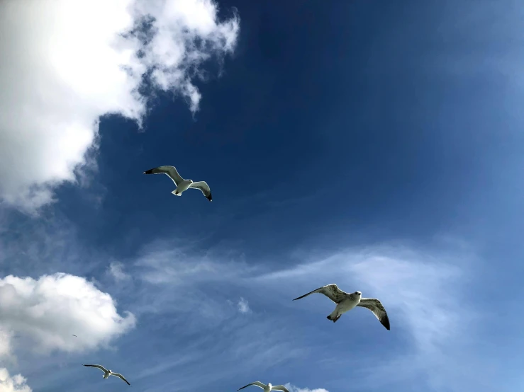 a flock of seagulls flying through a cloudy blue sky, by Carey Morris, pexels contest winner, minimalism, three birds flying around it, bird\'s eye view, view from the ground, seaside