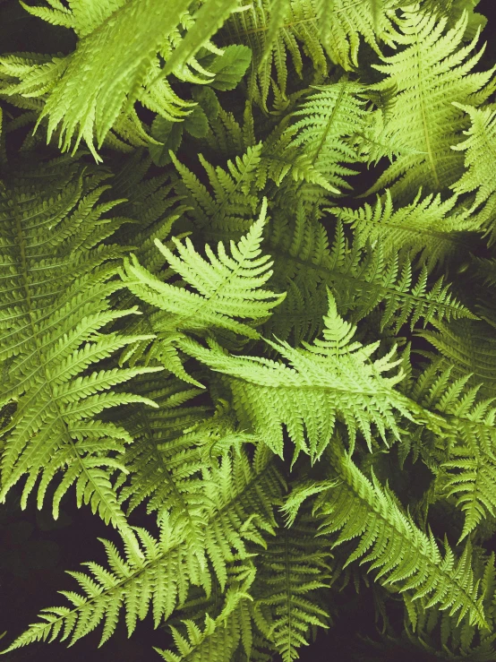 a close up of a plant with green leaves, psychedelic fern, 👰 🏇 ❌ 🍃, profile image, a high angle shot