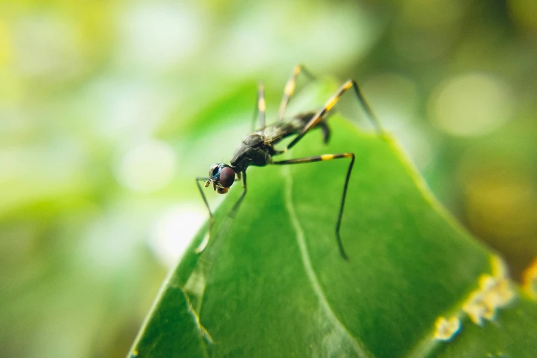 a mosquito sitting on top of a green leaf, unsplash, figuration libre, shot on sony a 7, ant humanoid, screensaver, a wooden