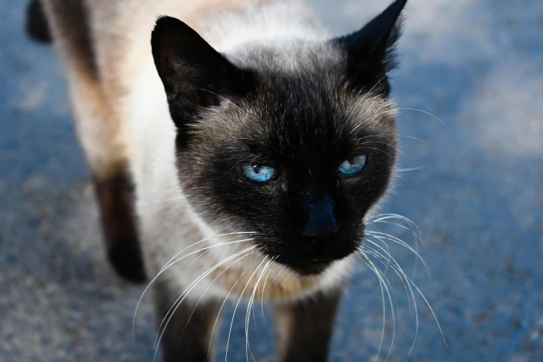 a close up of a cat with blue eyes, by Julia Pishtar, unsplash, aesthetic siamese cat, walking towards camera, blue and black, annoyed