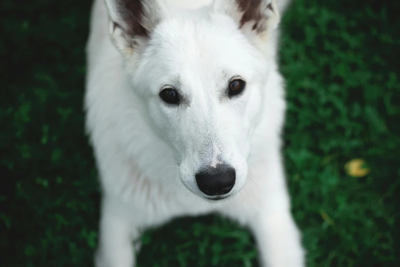 a white dog with black spots looking at the camera