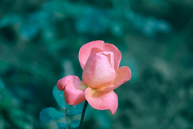 a single pink rose that is outside in the day