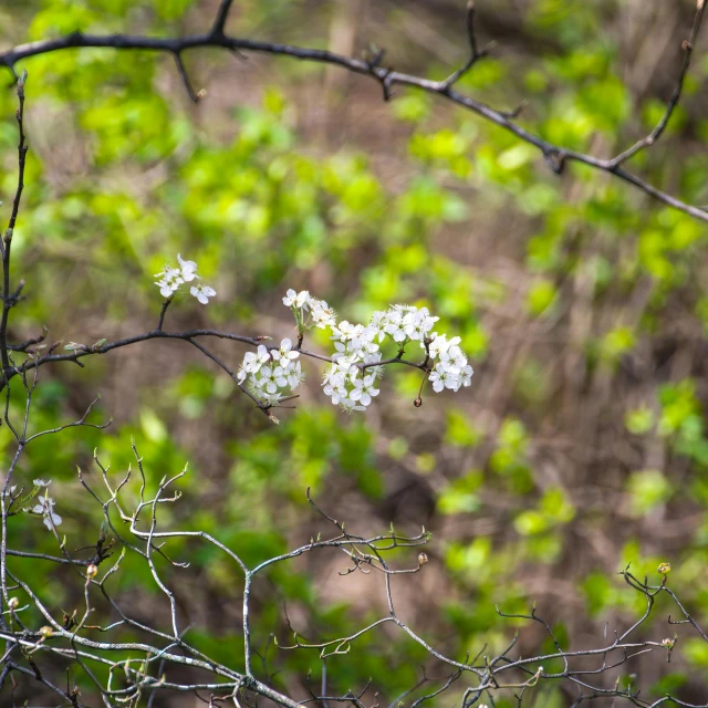 the small flowers are white near trees