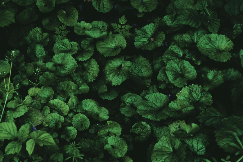 a forest filled with lots of green leaves, an album cover, inspired by Elsa Bleda, unsplash, lily pads, dark green, ignant, a high angle shot