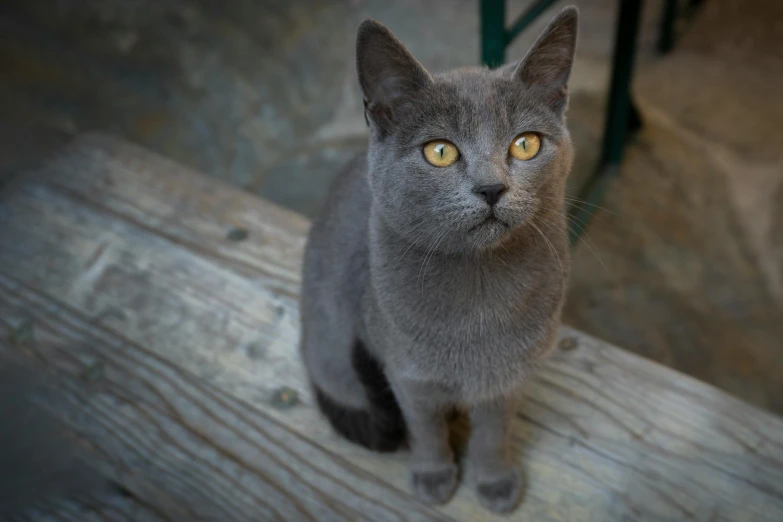 a gray cat sitting on top of a wooden bench, by Julia Pishtar, pexels contest winner, cobalt coloration, looking up at the camera, aristocratic, slightly - pointed ears