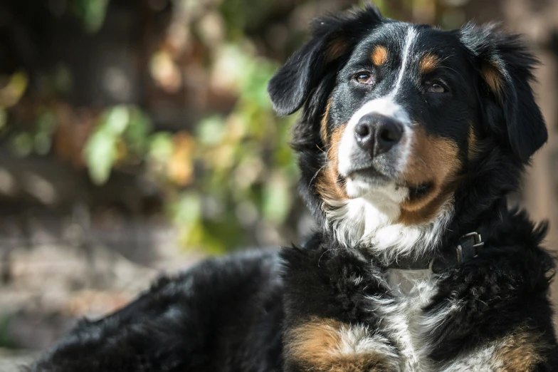 a dog sits in the sun and looks to its right