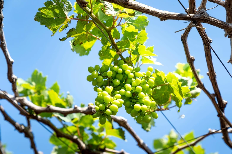 gs and leafy nches hang near bright blue skies