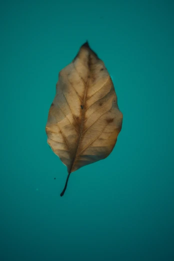 a leaf floating in the water, an album cover, unsplash, hurufiyya, pale blue backlight, ignant, brown, cyan