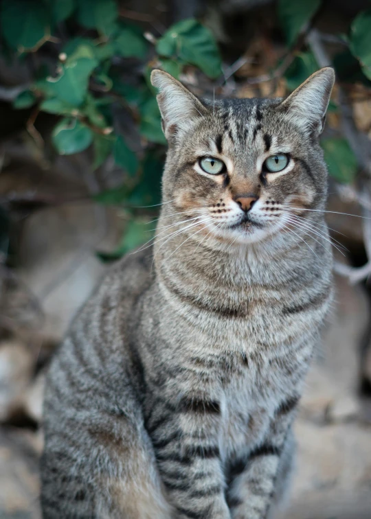 a close up of a cat sitting on a rock, facing the camera