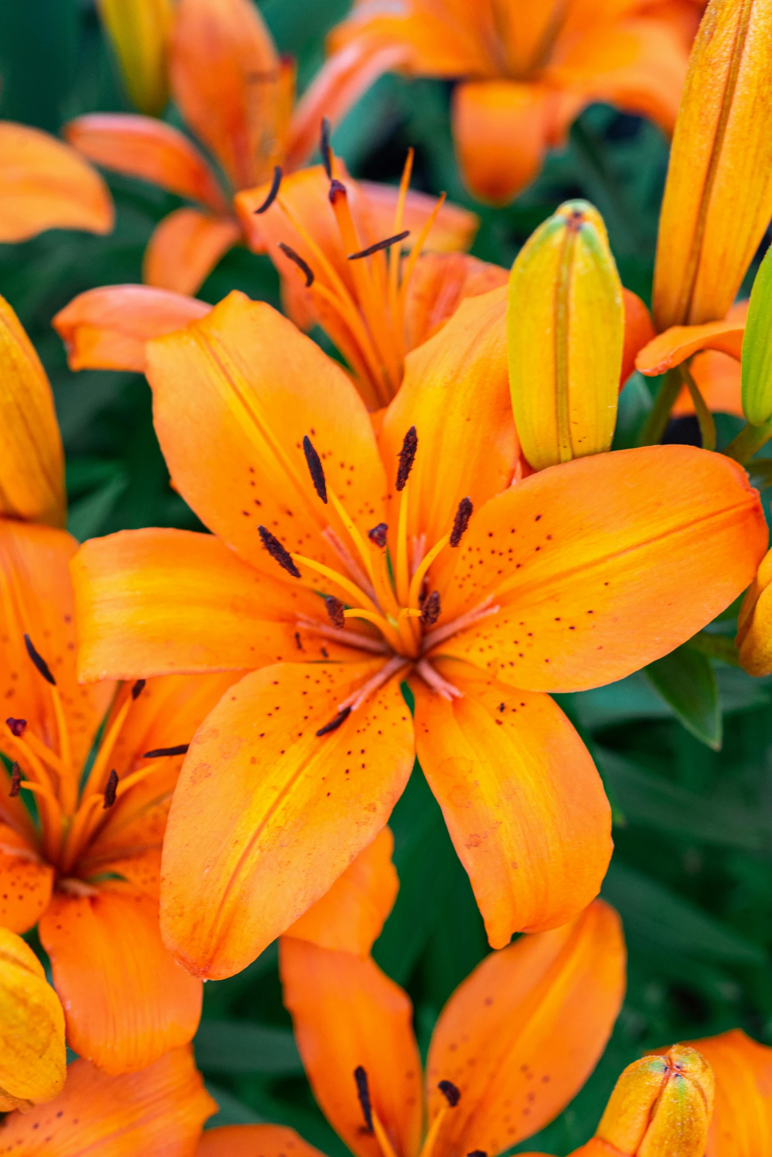 a close up of a bunch of orange flowers, a portrait, by Dave Melvin, lilies, highly ornamental, spots, vibrantly lush