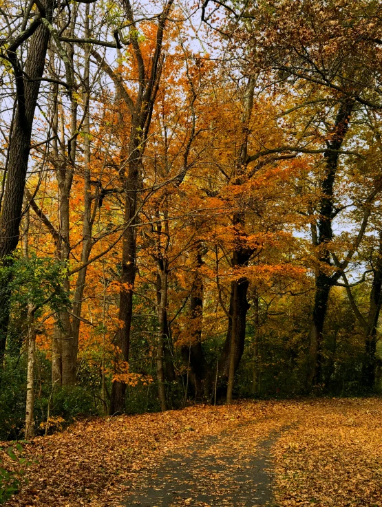 a red fire hydrant sitting in the middle of a forest, inspired by Jasper Francis Cropsey, panoramic, golden leaves, 2019 trending photo, photo on iphone