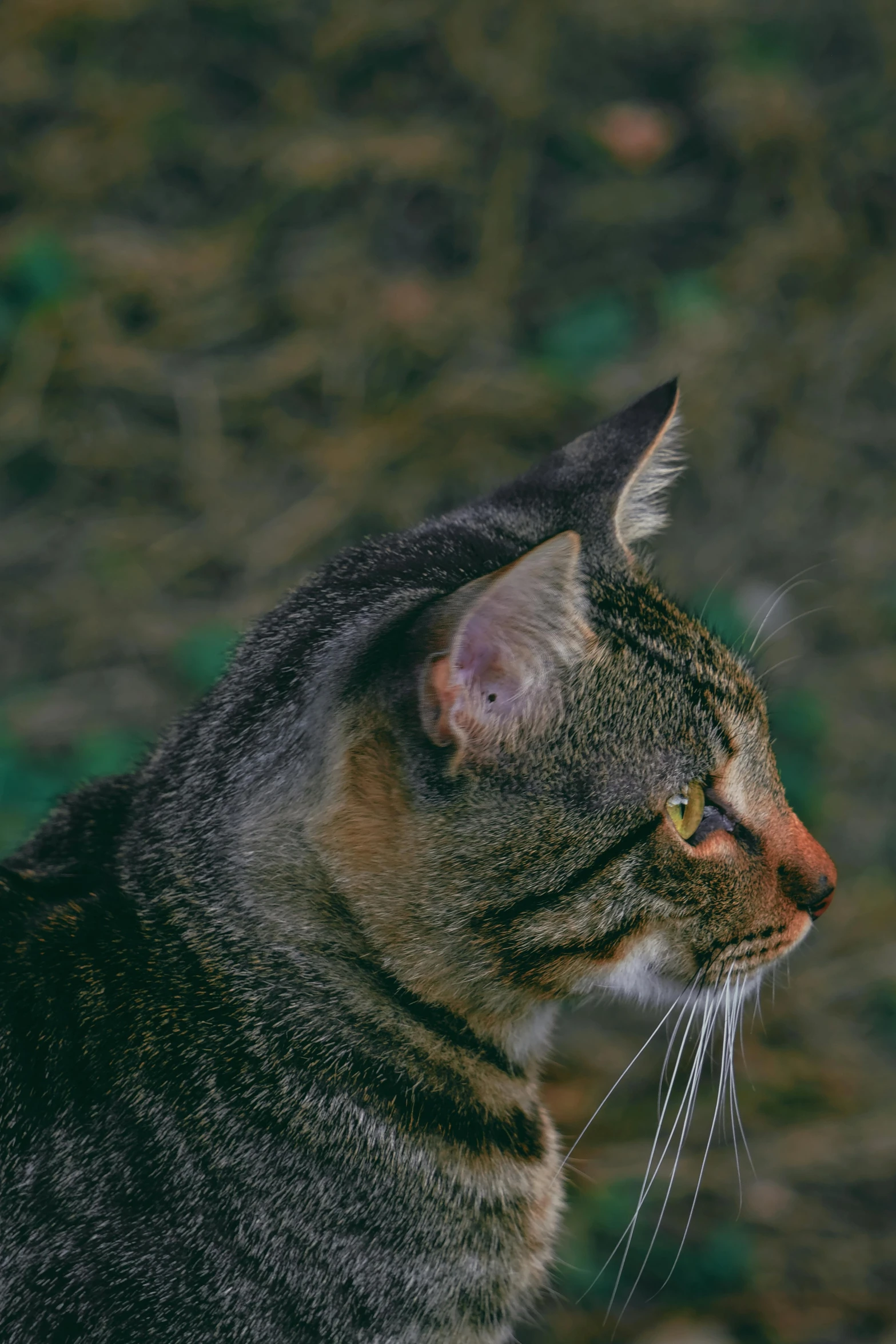 a close up of a cat with a blurry background, an album cover, unsplash, side view profile, large ears, taken in the early 1990s, peruvian looking