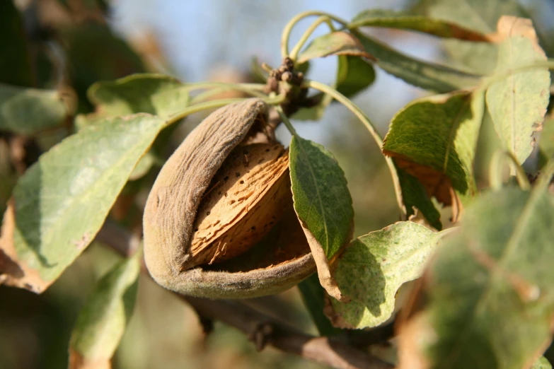 a close up of a nut on a tree, by David Garner, pexels, aphrodite, beige, ready to eat, no cropping