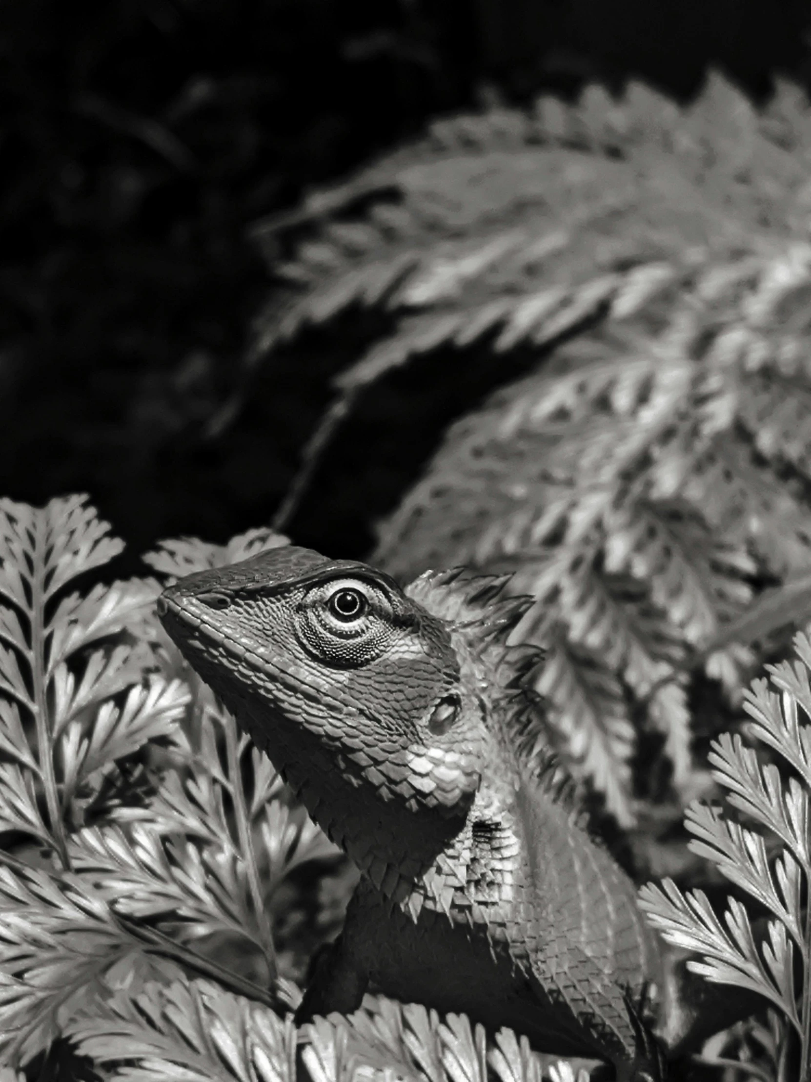 a lizard sitting on top of a lush green plant, a black and white photo, inspired by Gustav Doré, in a garden full of ferns, staring, photograph taken in 2 0 2 0, close-up!!!!!!