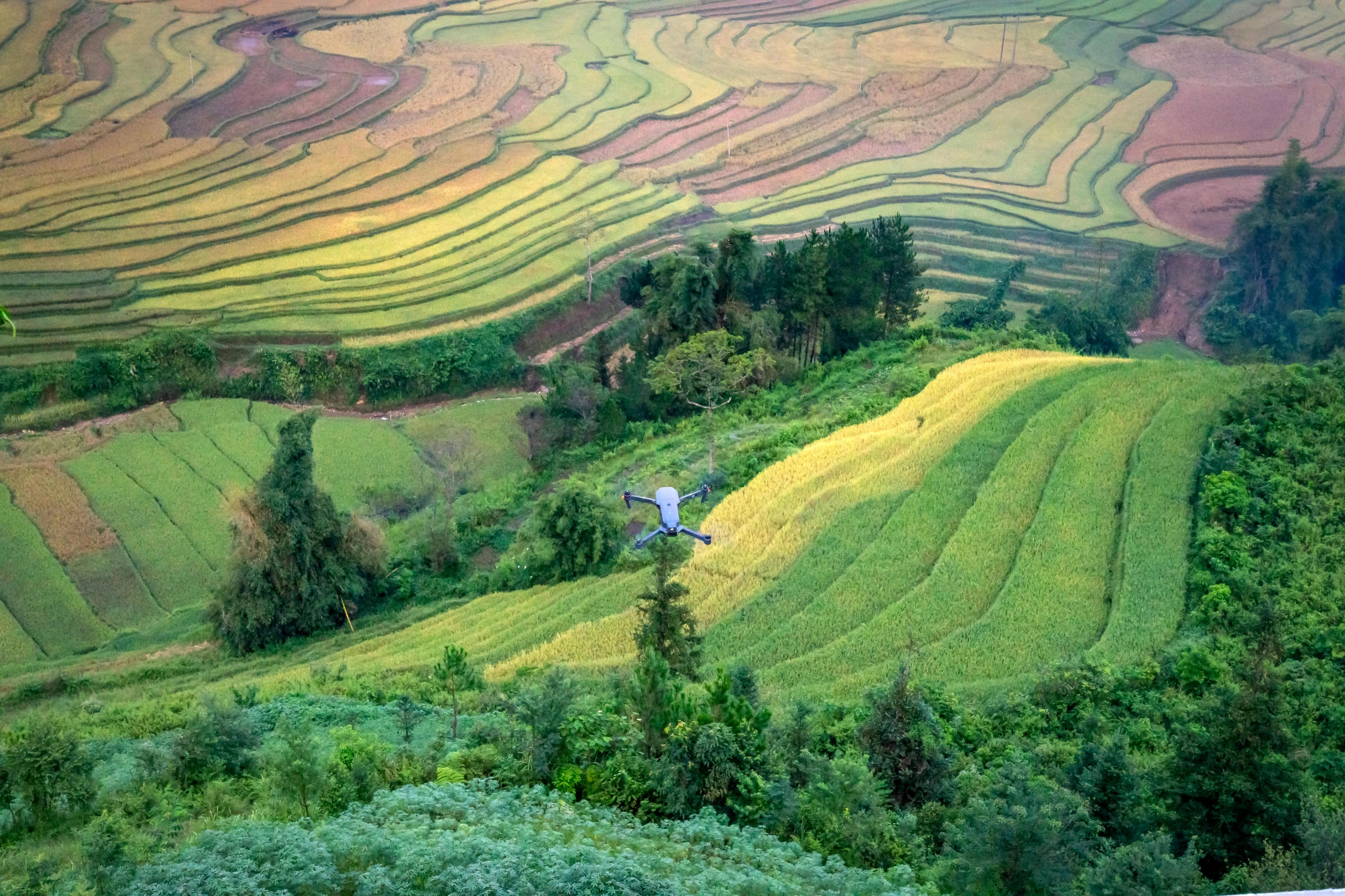 a bird sitting on top of a lush green hillside, pexels contest winner, land art, vietnam, immaculate rows of crops, helicopter view, multi - coloured