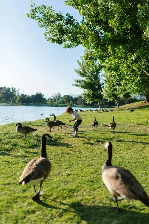 a flock of ducks standing on top of a lush green field, in a park and next to a lake, kids playing, aussie, on his hind legs