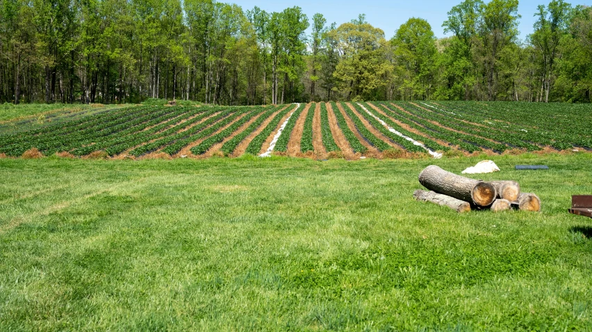 a wooden bench sitting on top of a lush green field, inspired by Theodore Robinson, land art, rows of lush crops, root system, alabama, lined up horizontally