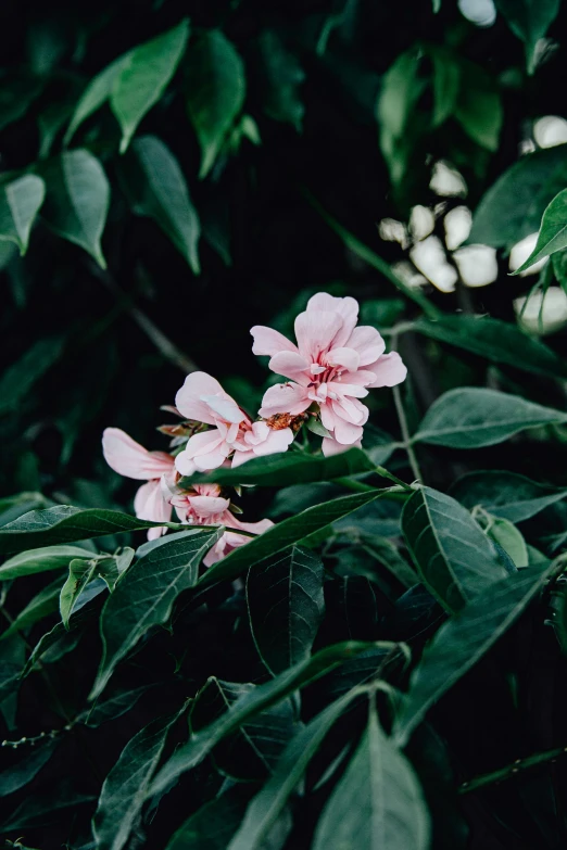 a bunch of pink flowers sitting on top of a lush green tree, inspired by Elsa Bleda, unsplash, tropical, indoor picture