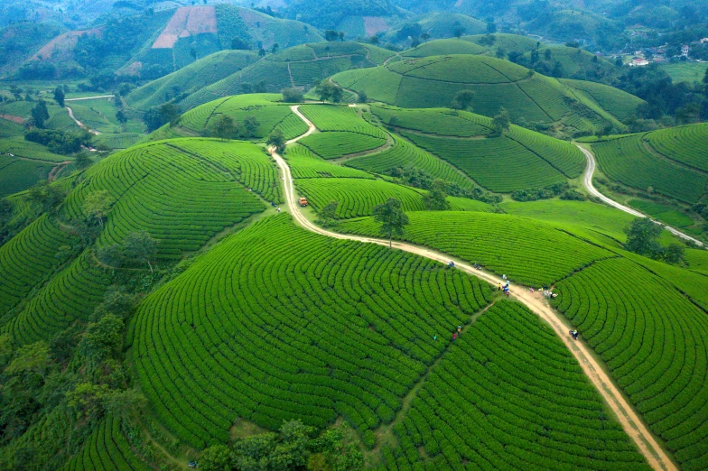 a large green hilly with trees on top