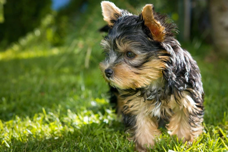 a small dog standing on top of a lush green field, yorkshire terrier, puppies, in the sun, instagram post