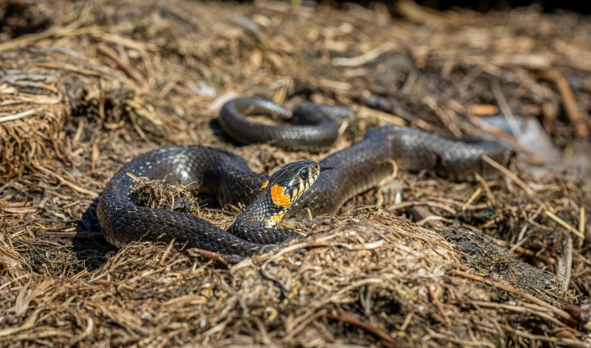 a close up of a snake on the ground, by Adam Marczyński, pexels contest winner, hurufiyya, black, mixed with snake, australian, v tuber