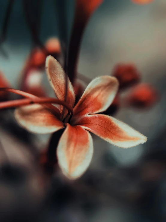 a close up of a flower with a blurry background, a macro photograph, by Adam Marczyński, trending on unsplash, plumeria, gloomy earthy colors, cinematic rendered, faded red colors