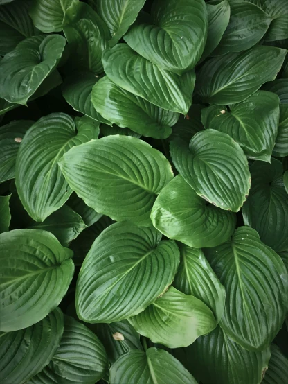 a close up of a bunch of green leaves, highly upvoted, fragrant plants, crisp lines, highly textured