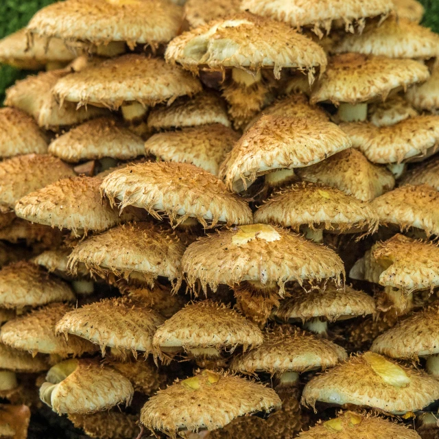 a pile of mushrooms sitting on top of a lush green field, by Julia Pishtar, professional closeup photo, thumbnail, coxcomb, shades of gold display naturally